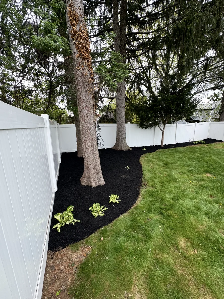A freshly cut bed line and dark mulch beneath the mature evergreens along the fence in Cherry Hill, New Jersey.
